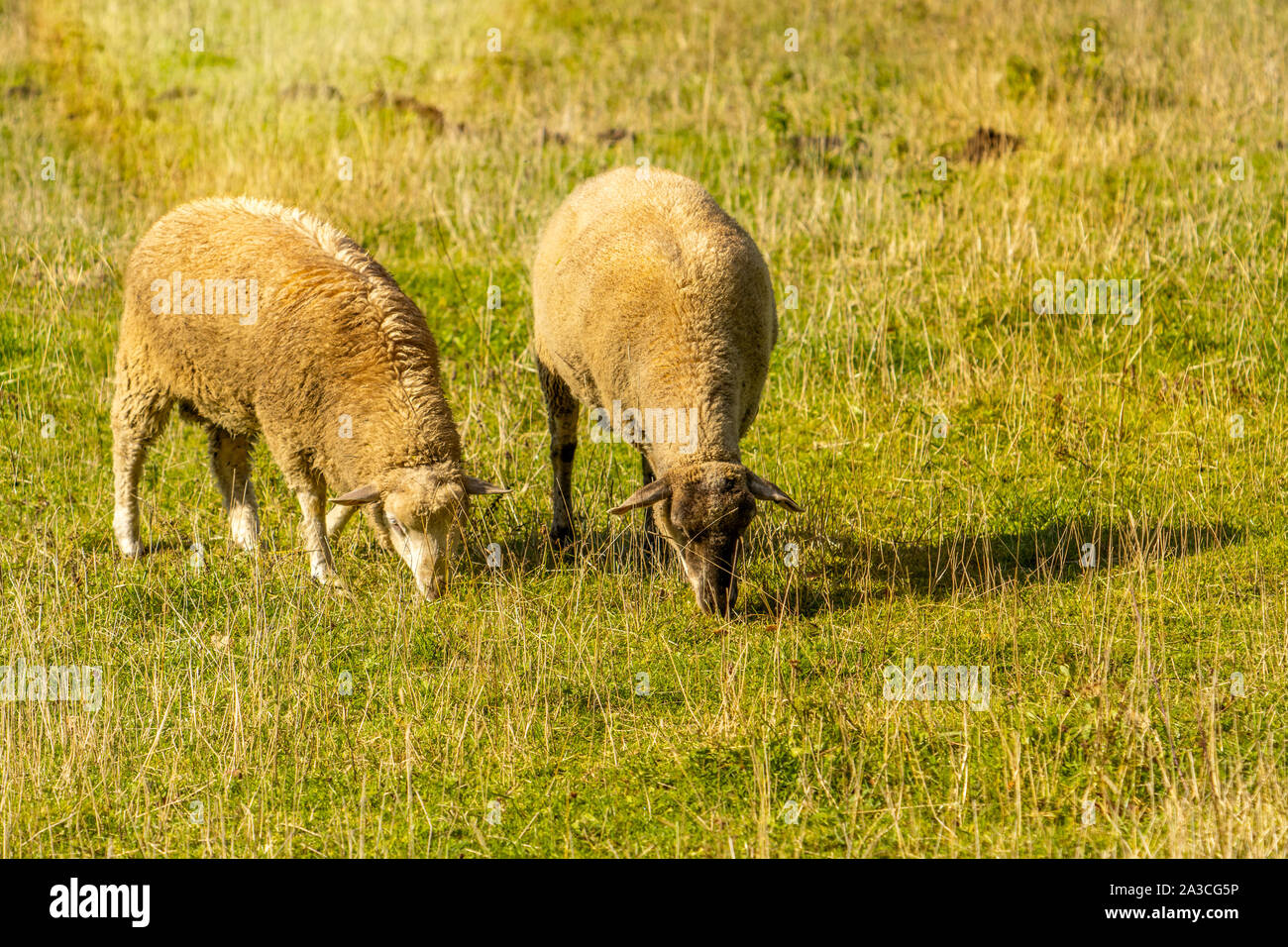 Sheep couple in a meadow on a green grass Stock Photo - Alamy