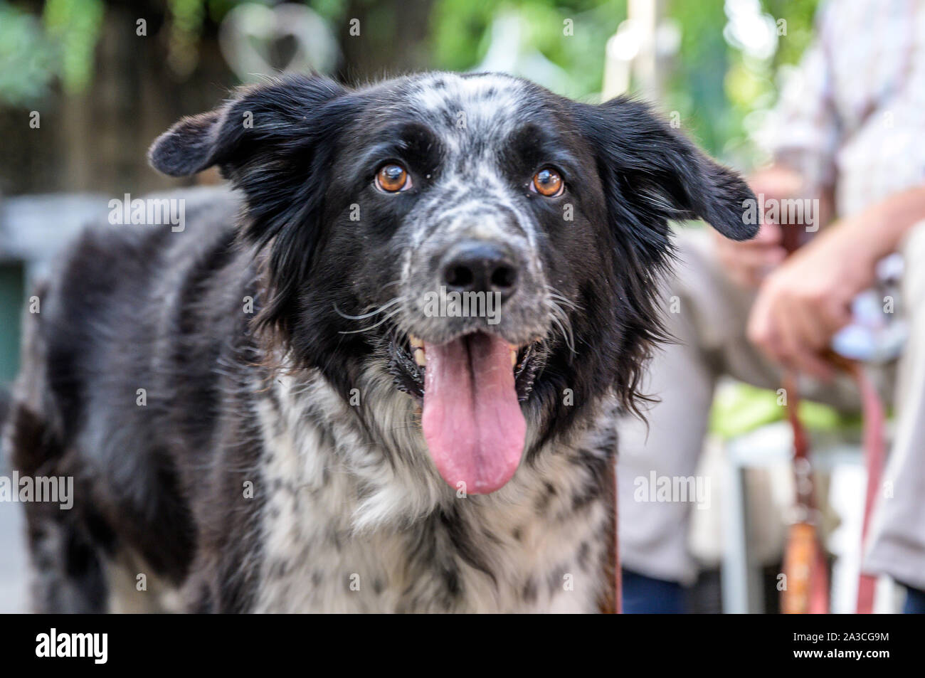 Head And Fsce Of A Border Collie Mixed Breed Black And White Fur Closeup Bokeh Stock Photo Alamy Head And Fsce Of A Border Collie Mixed Breed Black And White Fur Closeup Bokeh Stock Photo Alamy