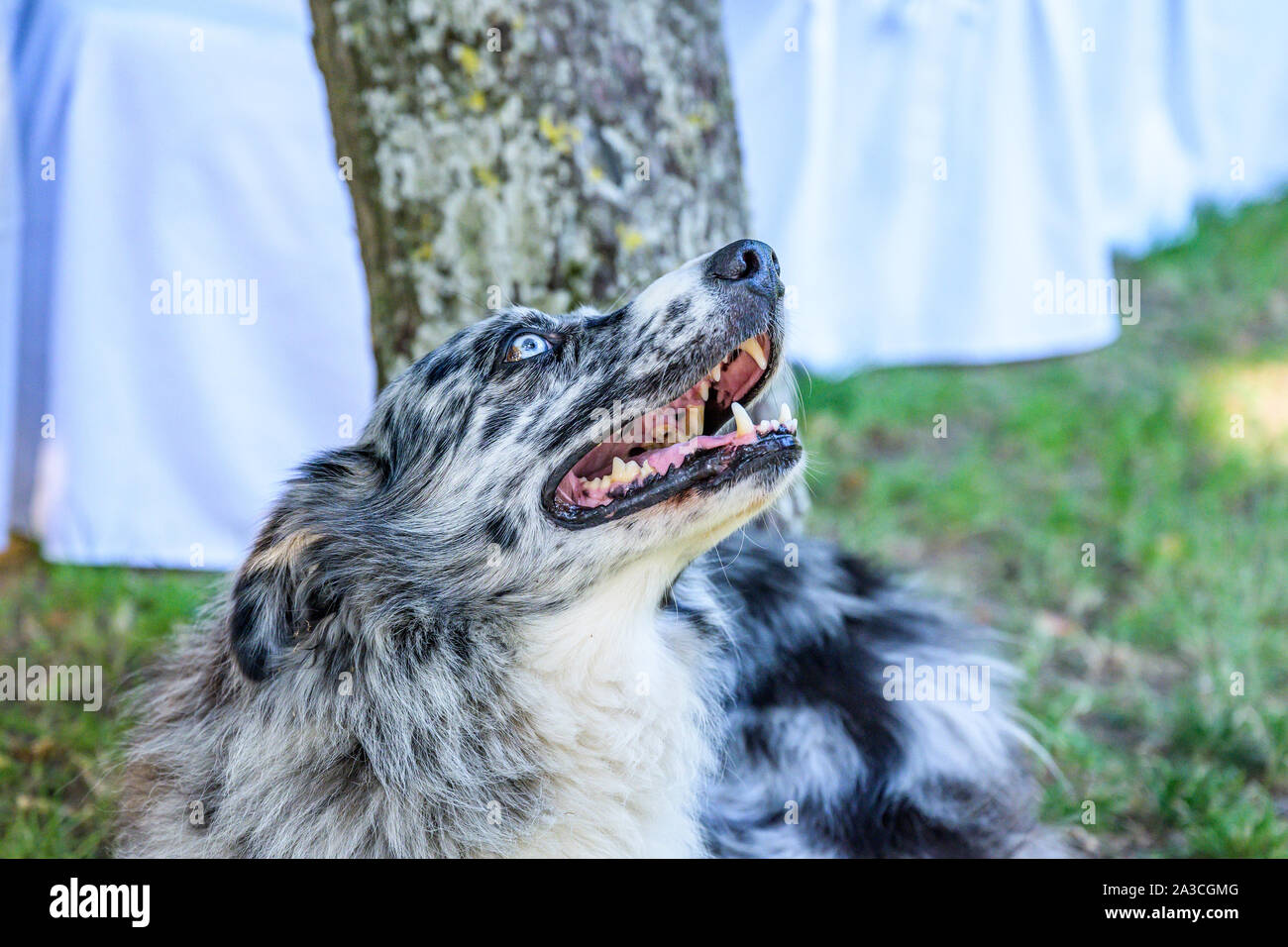 Head And Fsce Of A Border Collie Mixed Breed Black Grey And White Fur Closeup Bokeh Stock Photo Alamy Head And Fsce Of A Border Collie Mixed Breed Black Grey And White Fur Closeup Bokeh Stock Photo Alamy