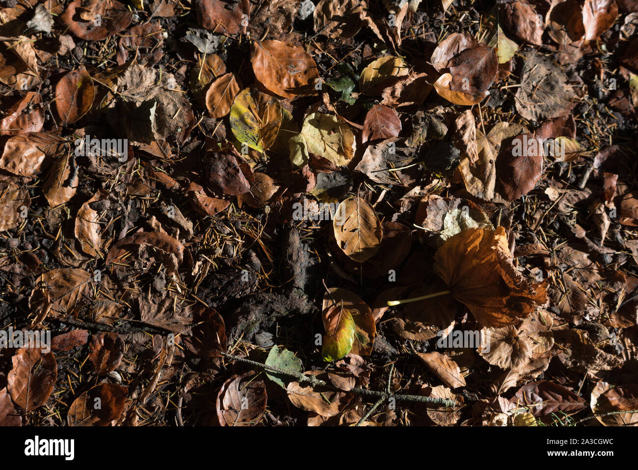 Leaves on floor hi-res stock photography and images - Alamy