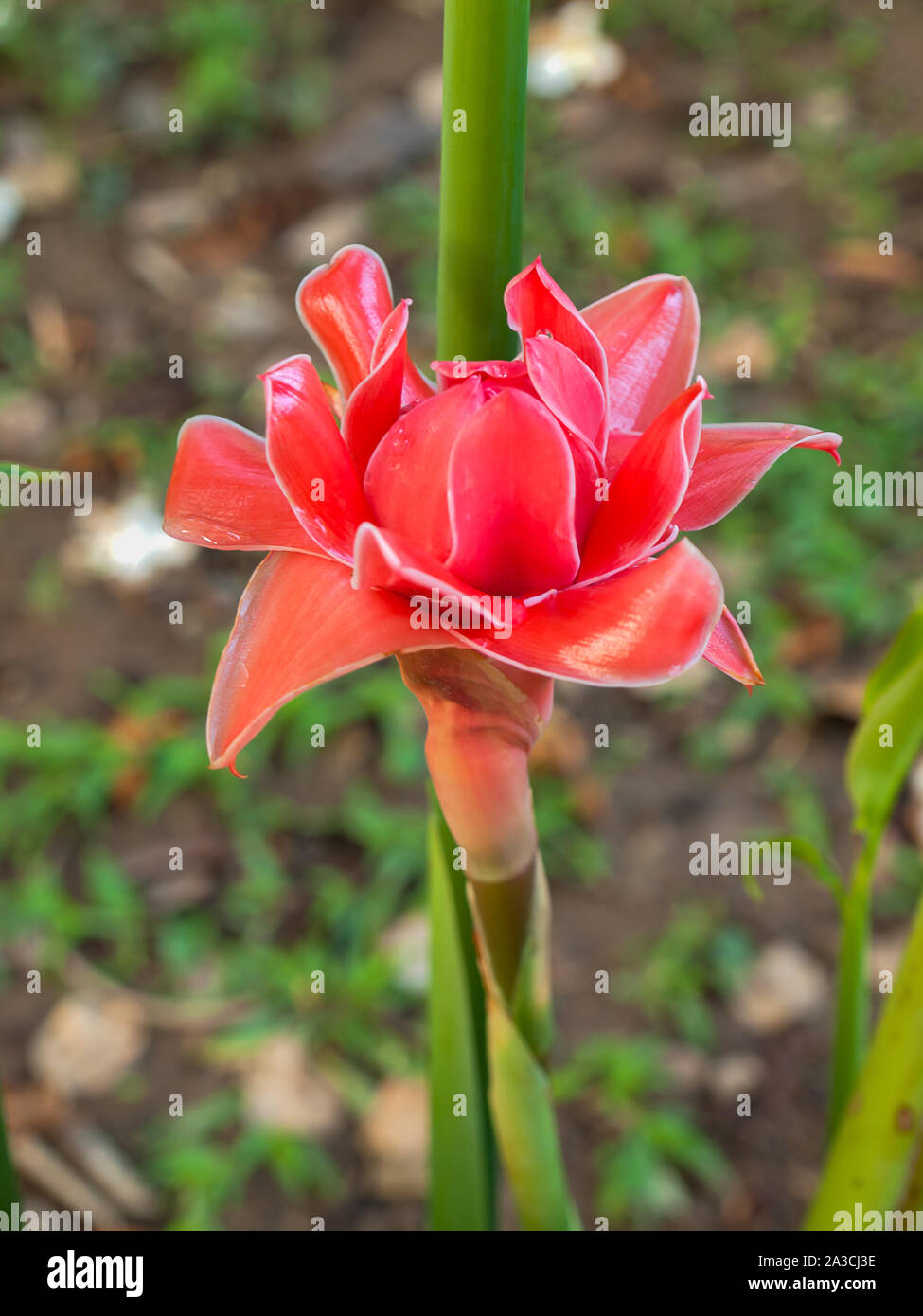 Torch Ginger , Flowers, medicinal herbs , The medicinal properties Stock Photo Alamy