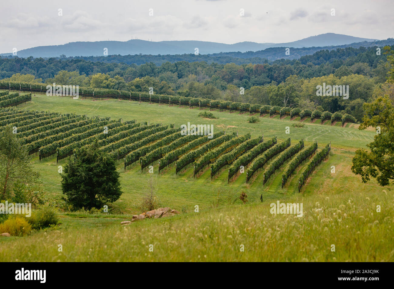 Vineyard scenes at Stone Tower Winery in Leesburg, Virginia Stock Photo