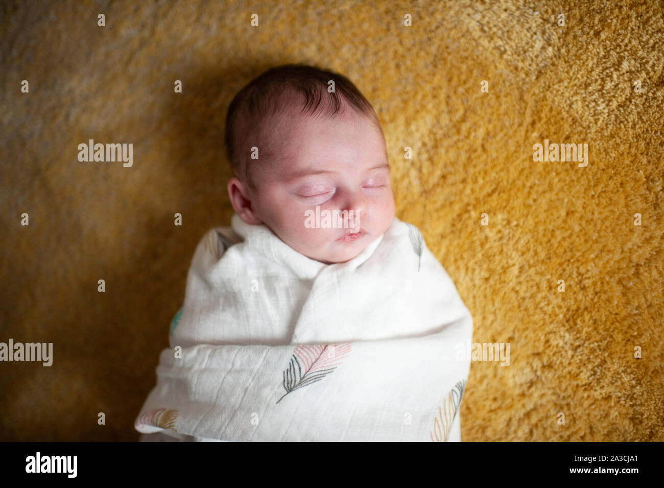 Joie trillo shield hi-res stock photography and images - Alamy