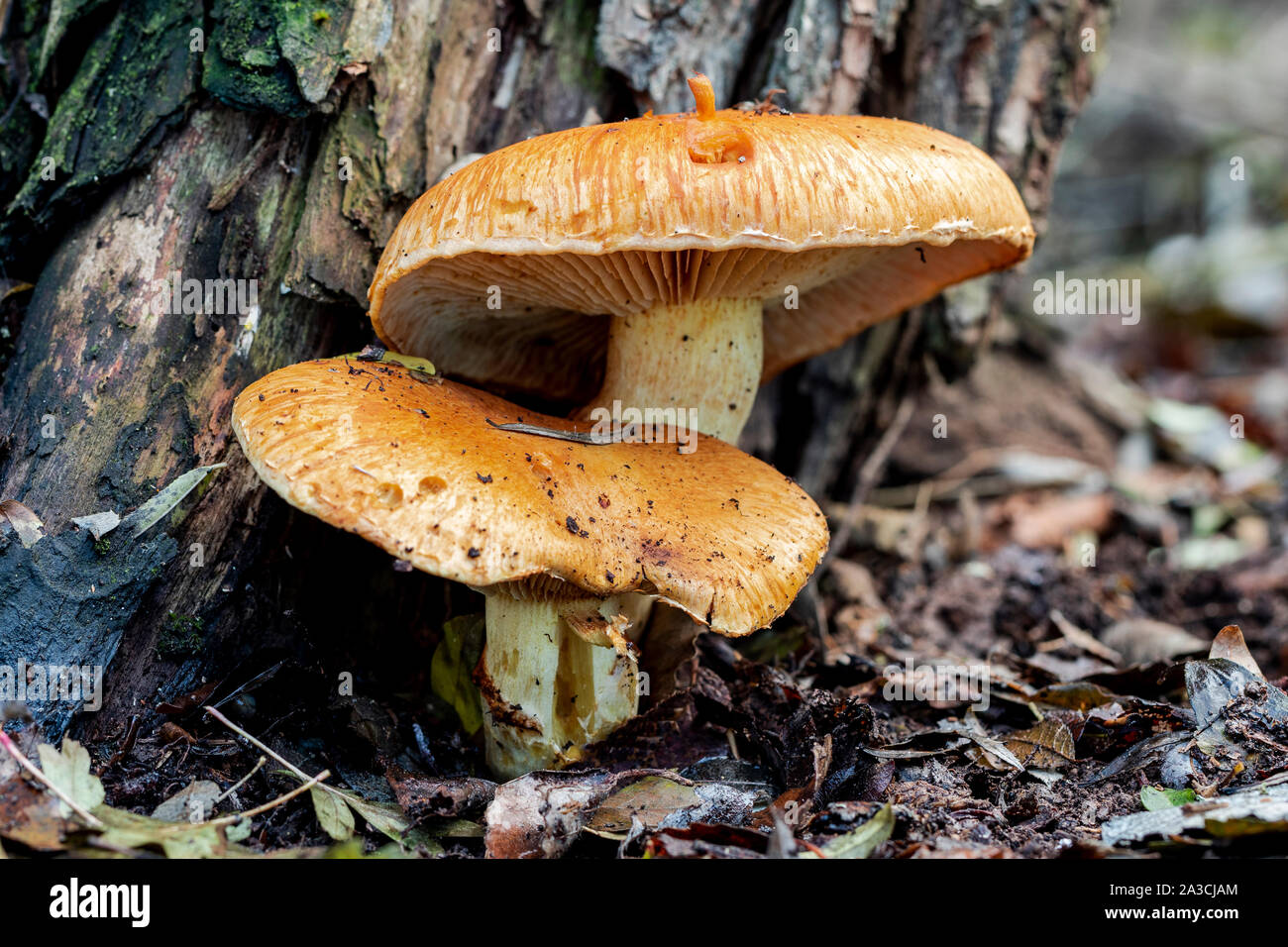 Orange fungus, gymnopilus spectabilis, that grows on a tree trunk. Spain Stock Photo