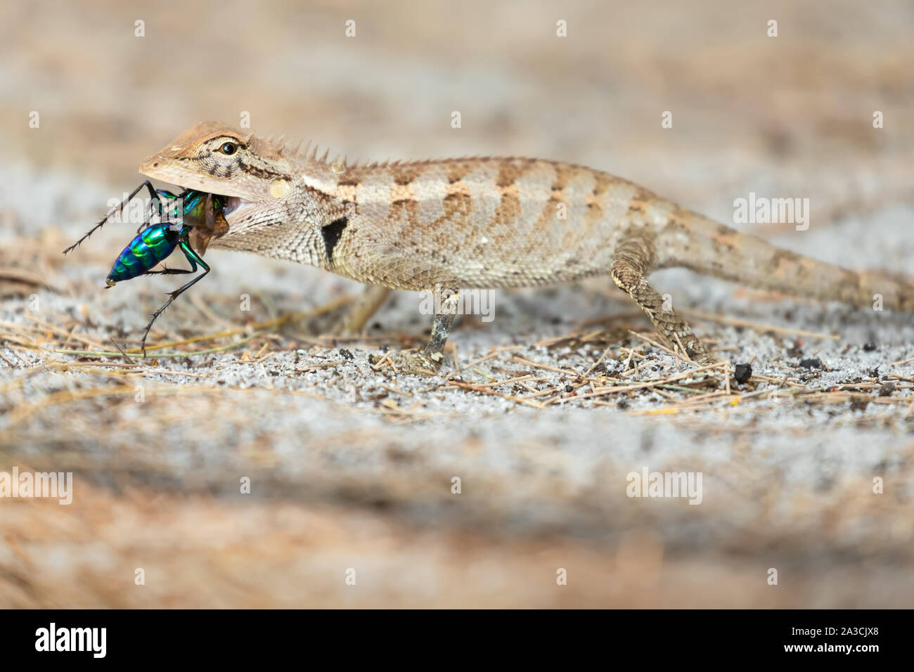 A wild lizard from Agamidae family is eating a colorful wasp on the sand. Thailand Stock Photo