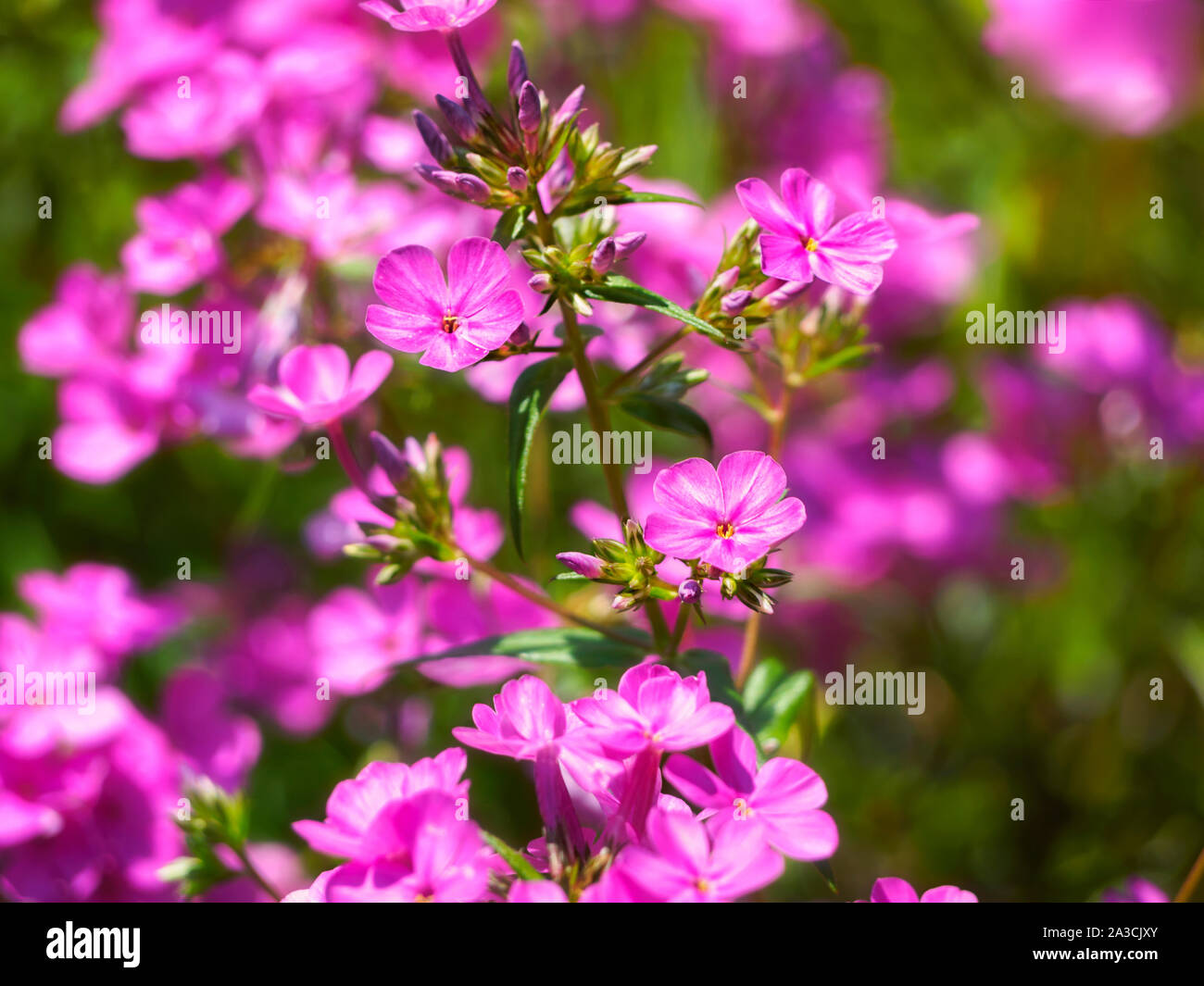 Beautiful pink phlox in a summer garden. N3 Springfall Smooth Phlox (Phlox glaberrima), Brandywine Valley, New Castle County, Delaware, June 2016. Stock Photo