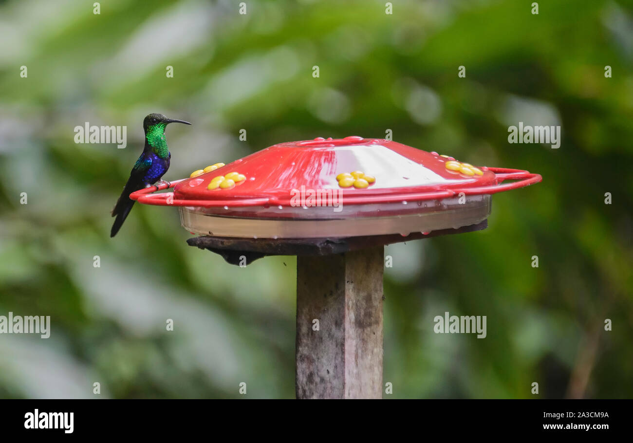 The amazing colors of a Fork-tailed woodnymph hummingbird (Thalurania furcata), Copalinga Lodge, Zamora, Ecuador Stock Photo