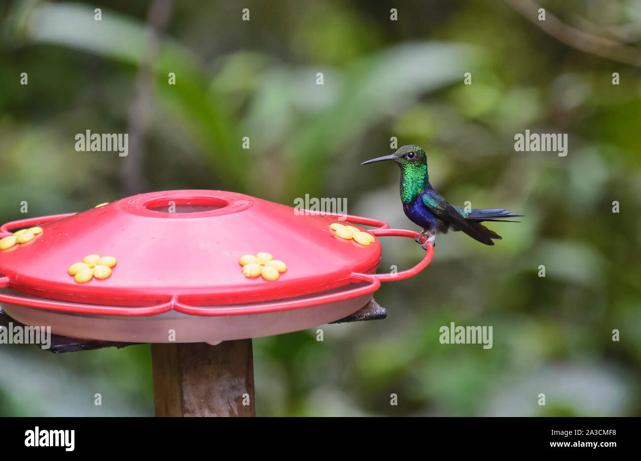 The amazing colors of a Fork-tailed woodnymph hummingbird (Thalurania furcata), Copalinga Lodge, Zamora, Ecuador Stock Photo