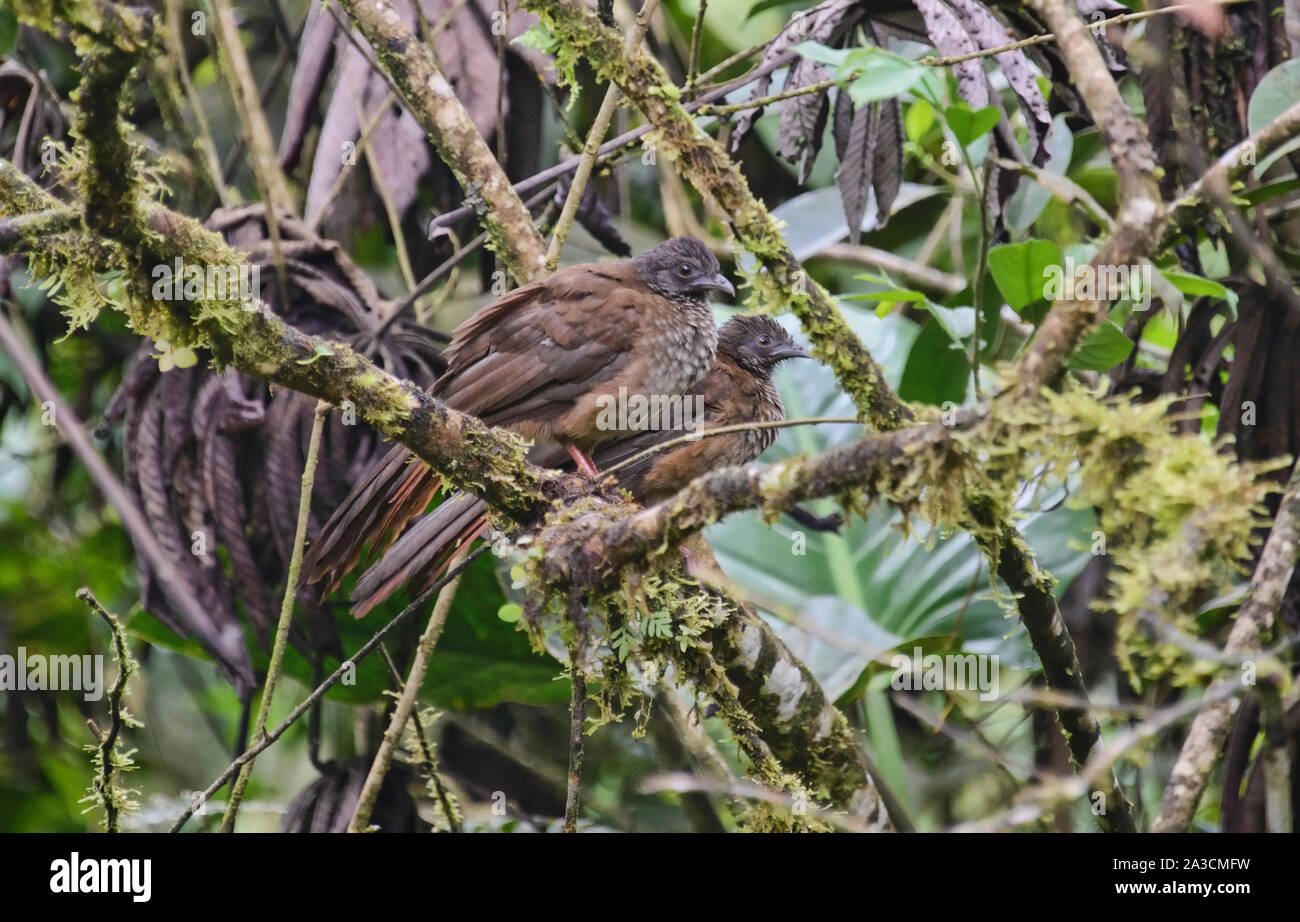 Speckled chachalaca (Ortalis guttata), Copalinga, Podocarpus National Park, Zamora, Ecuador Stock Photo