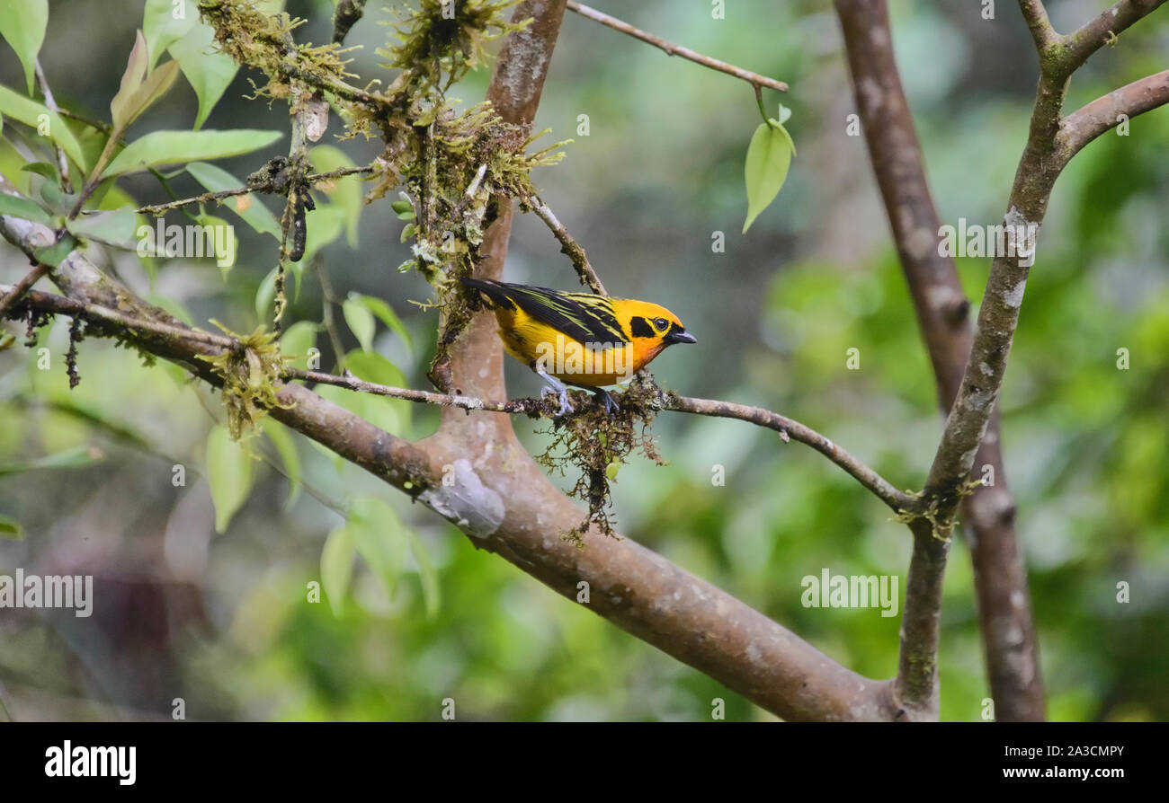 Golden tanager (Tangara arthus), Podocarpus National Park, Zamora, Ecuador Stock Photo