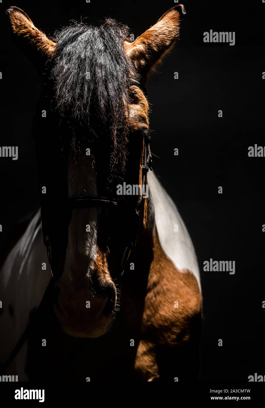 Let the power and strength of horses draw your nearer Stock Photo