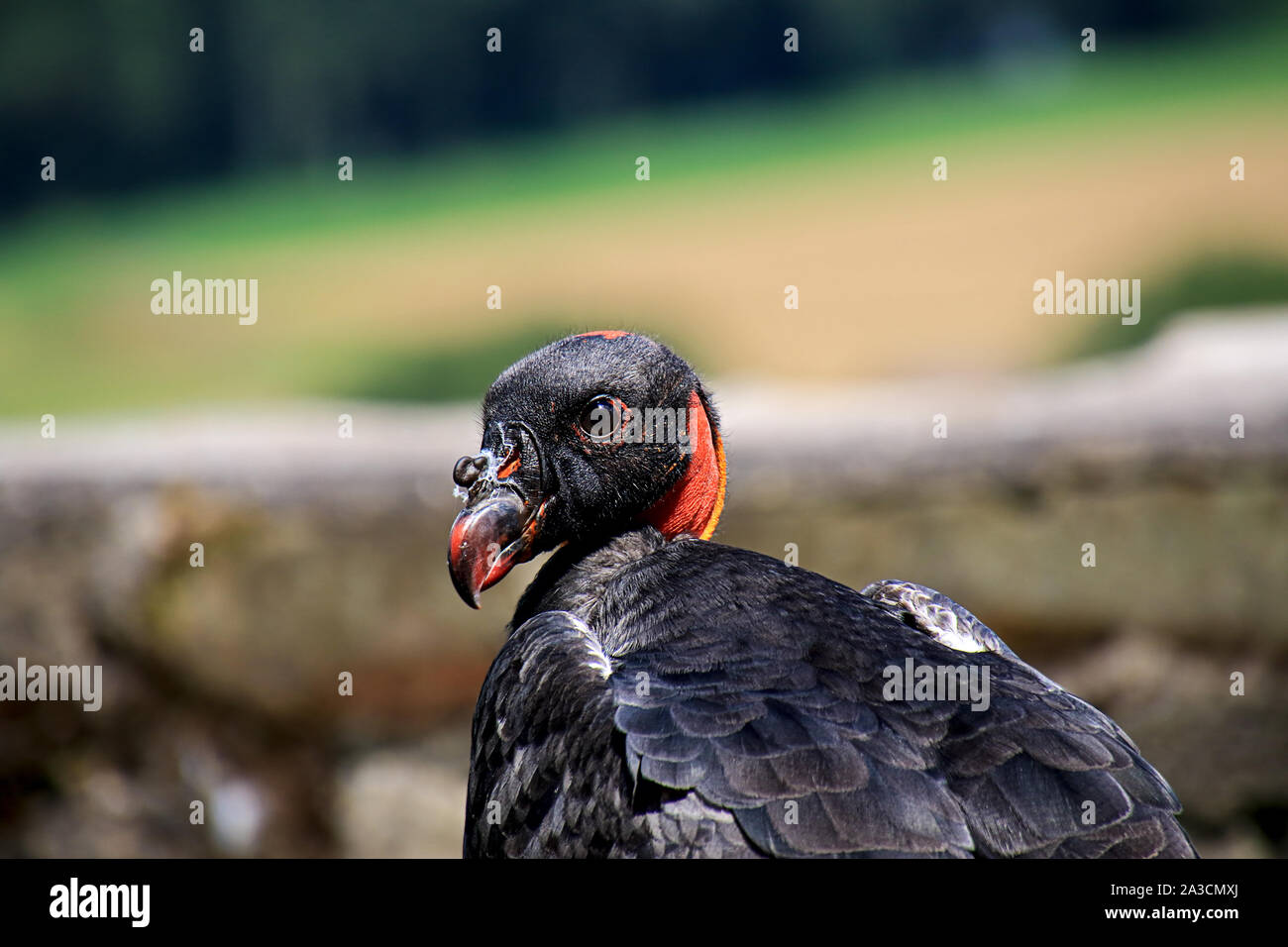king vulture, portrait, beautiful or ugly Stock Photo