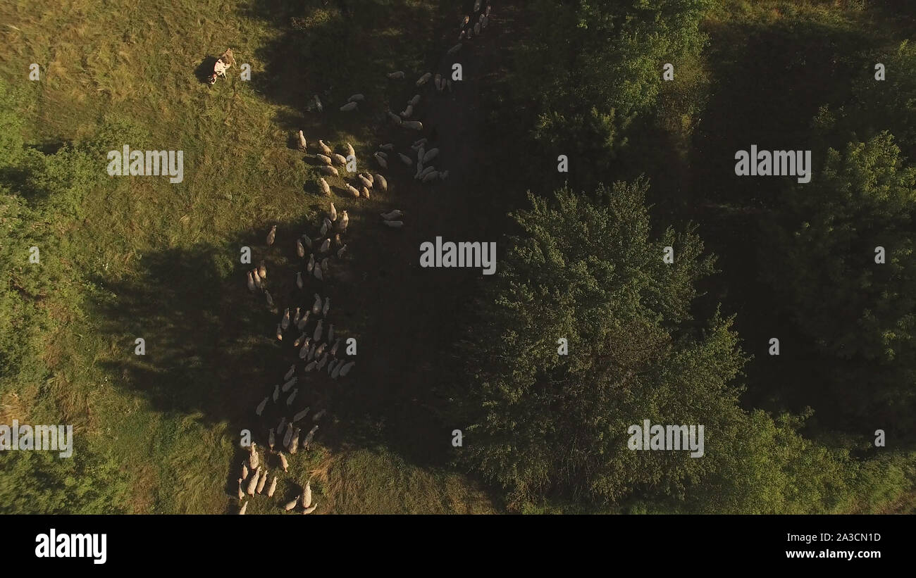 Aerial view of sheep herd Stock Photo - Alamy