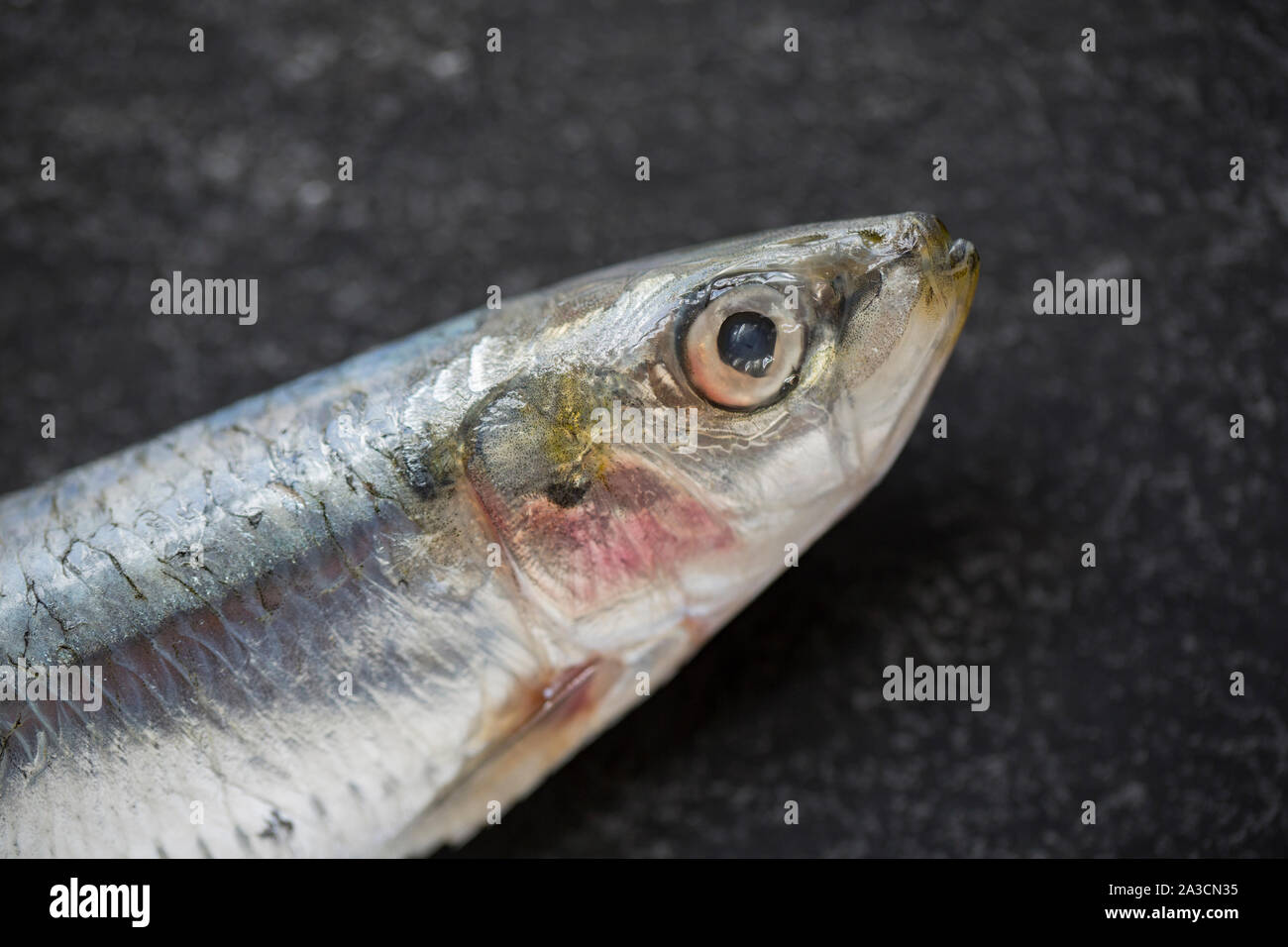 A single raw, uncooked Cornish sardine, Sardina pilchardus, bought from a supermarket in the UK. In the UK sardines above a certain size are known as Stock Photo