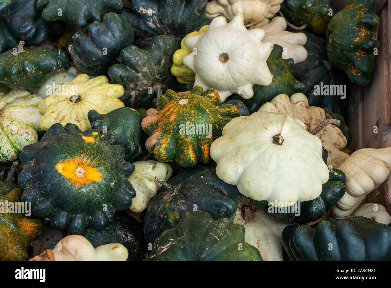 different types of gourds side by side Stock Photo Alamy