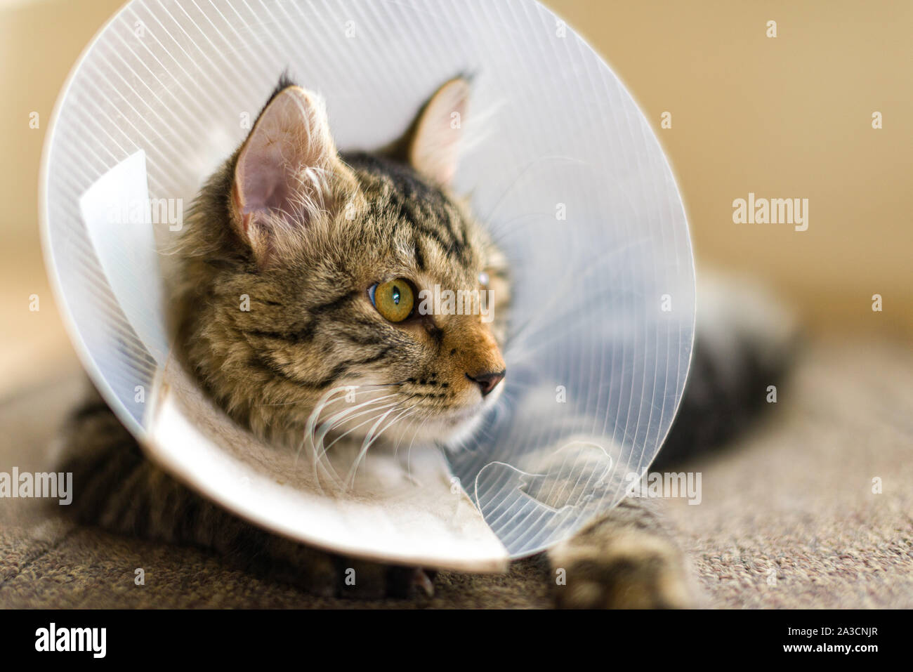 A domestic cat with a plastic collar cone around its head after surgery