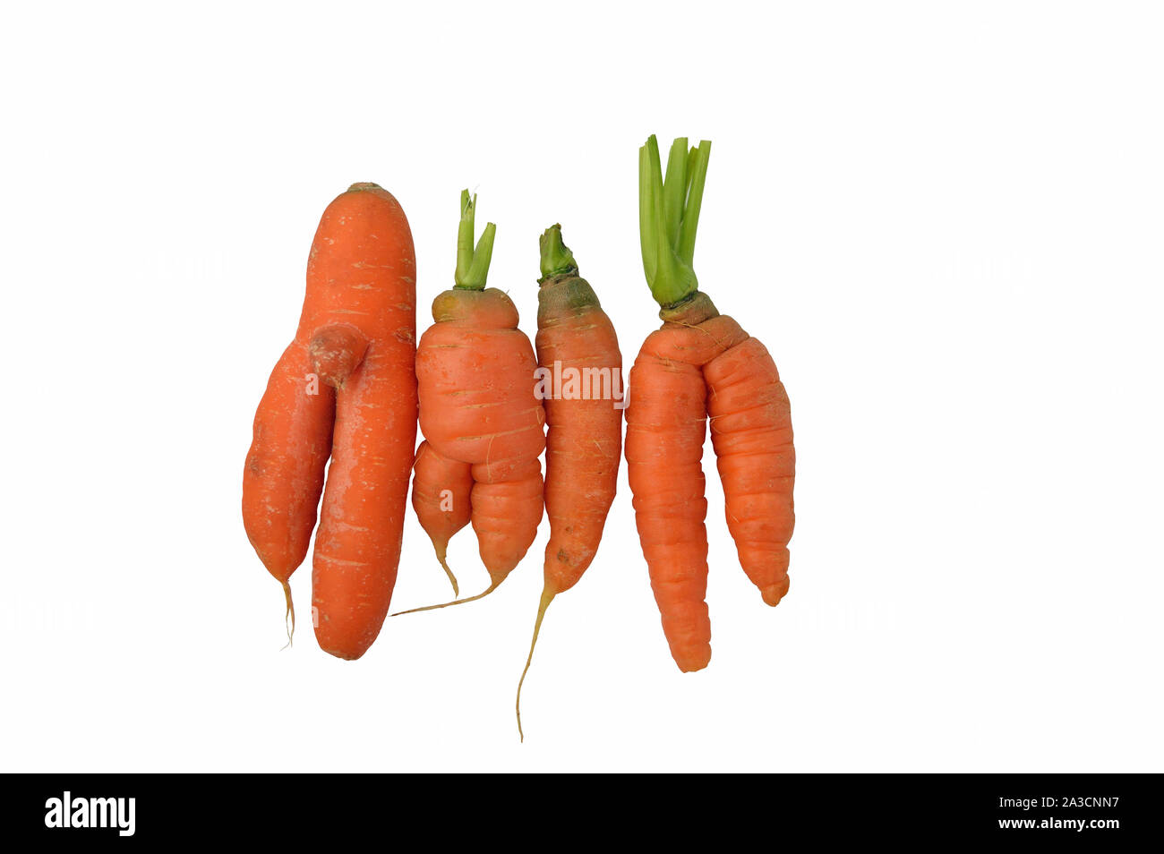 Deformed carrots isolated on white Stock Photo