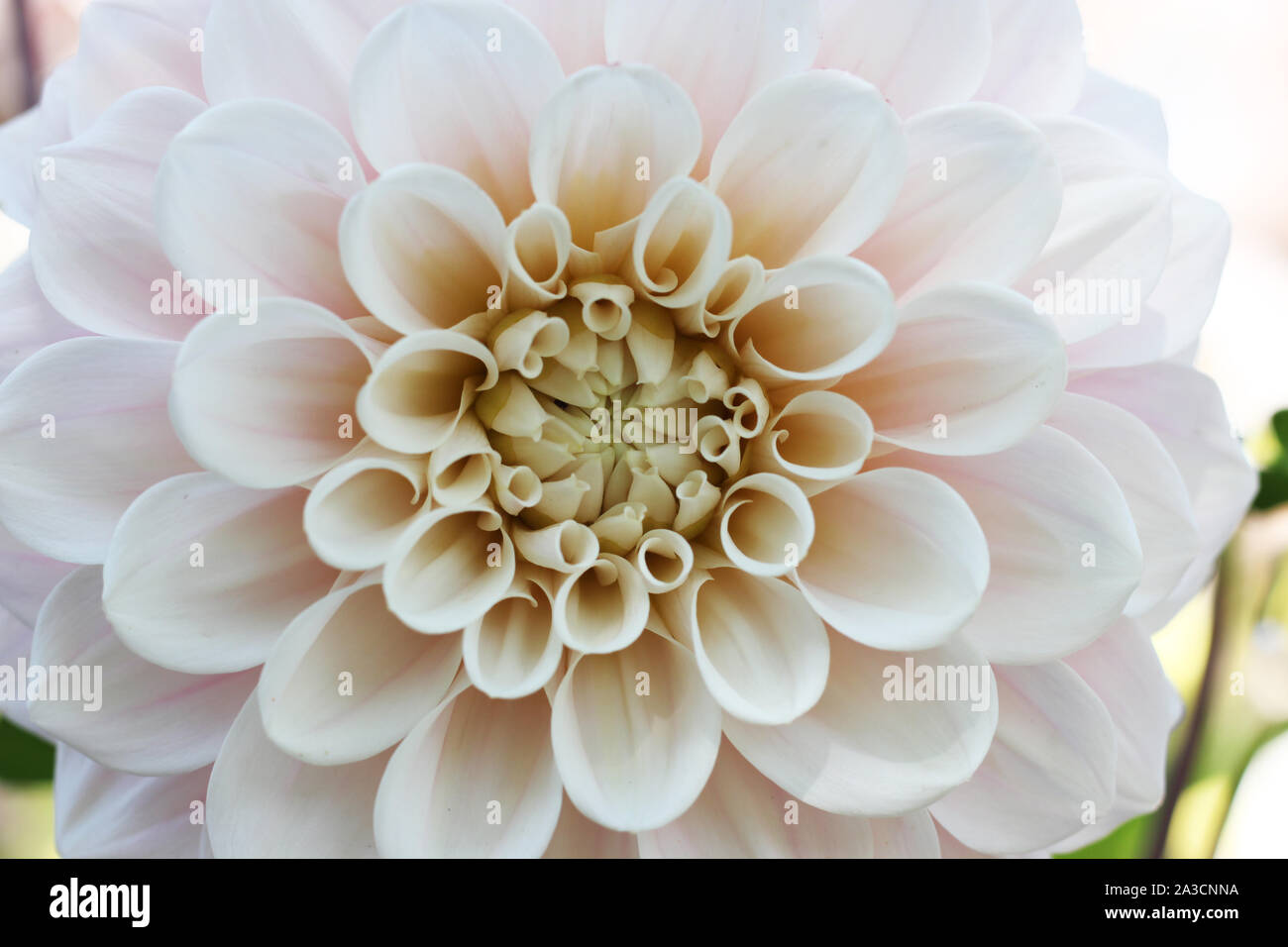 White dahlia blossom. Cactus dahlia with soft pink color accents at the ...