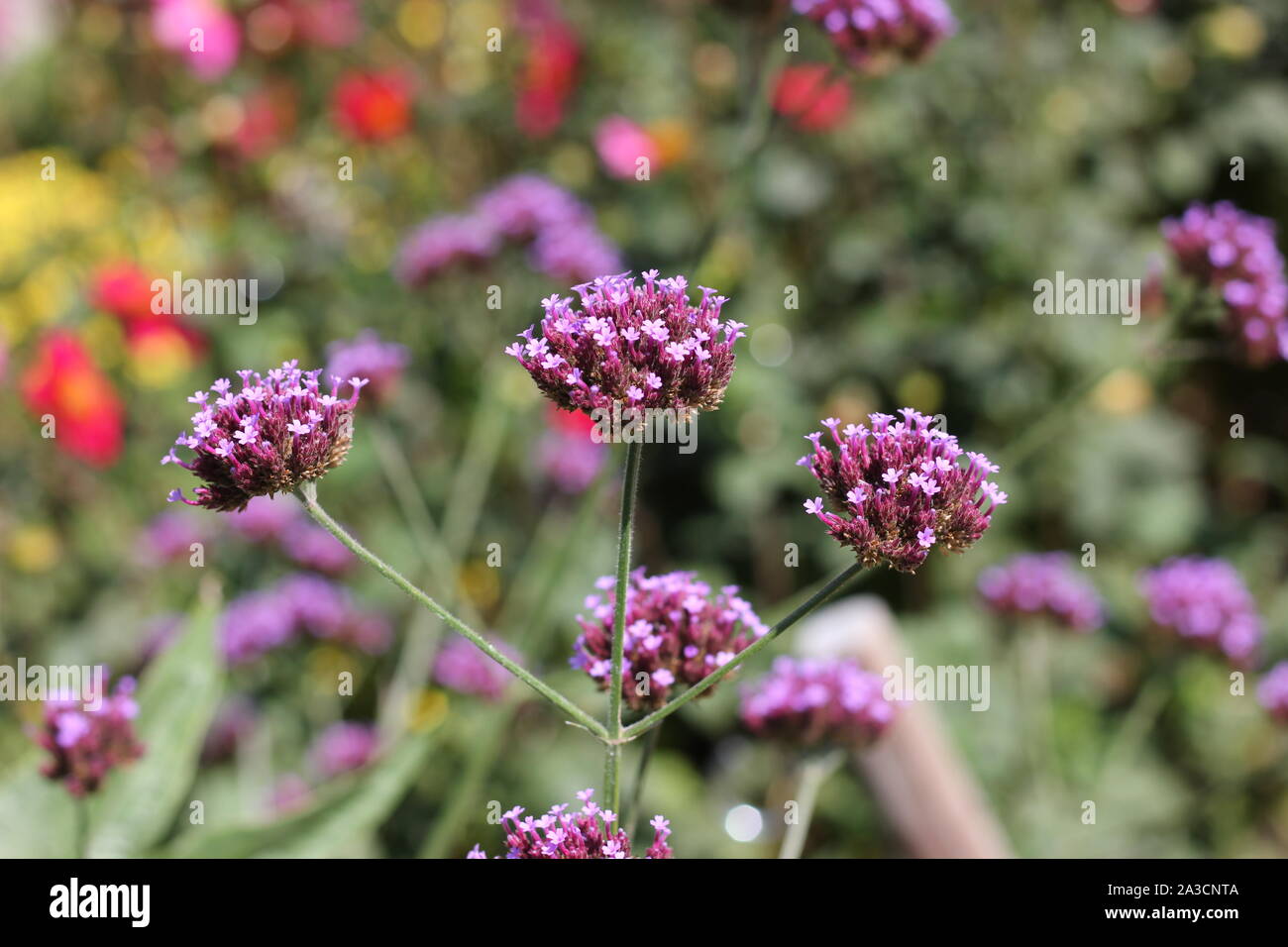 Flowerheads of vervaine, Verbena Bonariensis,  medical plant and  beeblossom. Stock Photo