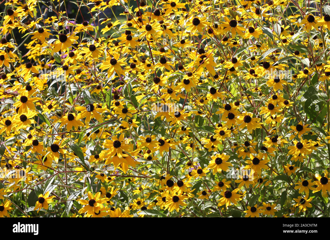 Meadow of black eyed yellow sunhat flowers in the afternoon sun, echinacea. Stock Photo