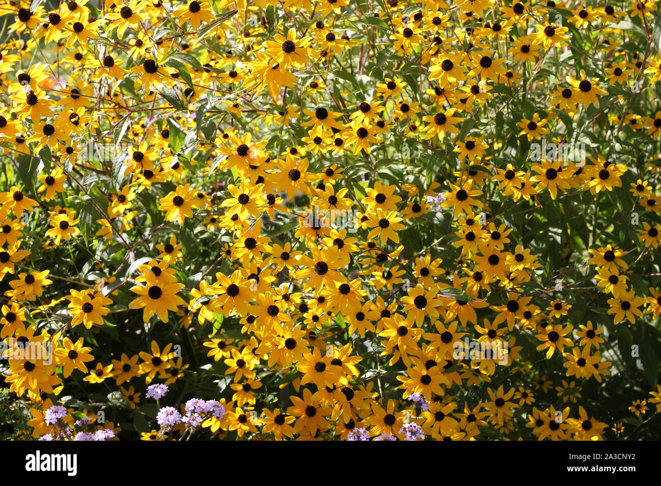 Meadow of black eyed yellow sunhat flowers, echinacea. Stock Photo