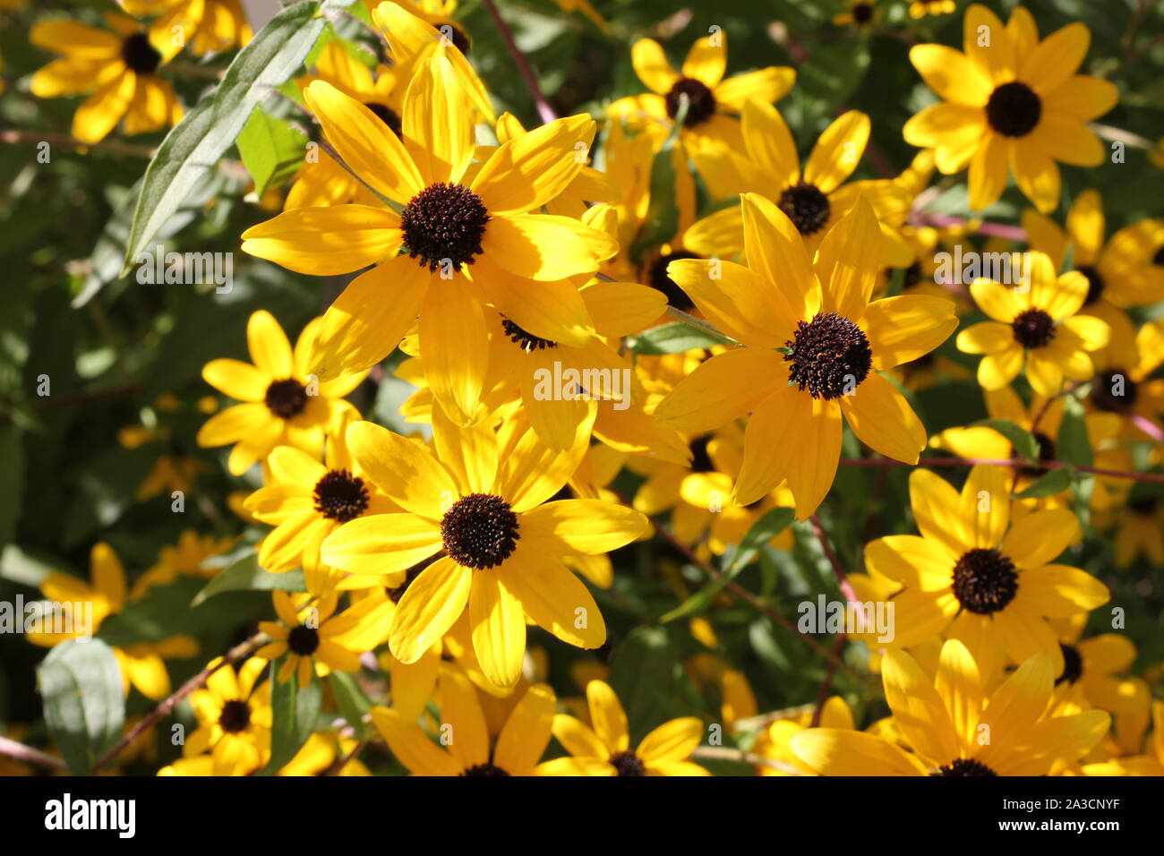 Group of yellow sunhat flowers with black eye as pistil. Stock Photo