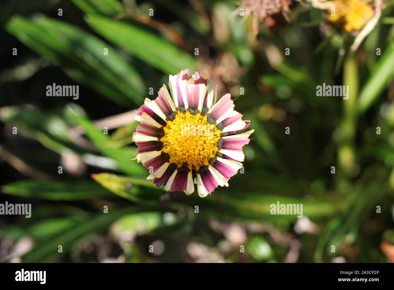 Midday flower with big yellow eye and pink-white striped petals. The petals running out like feathers. Flower looks elegant and exotic. Stock Photo