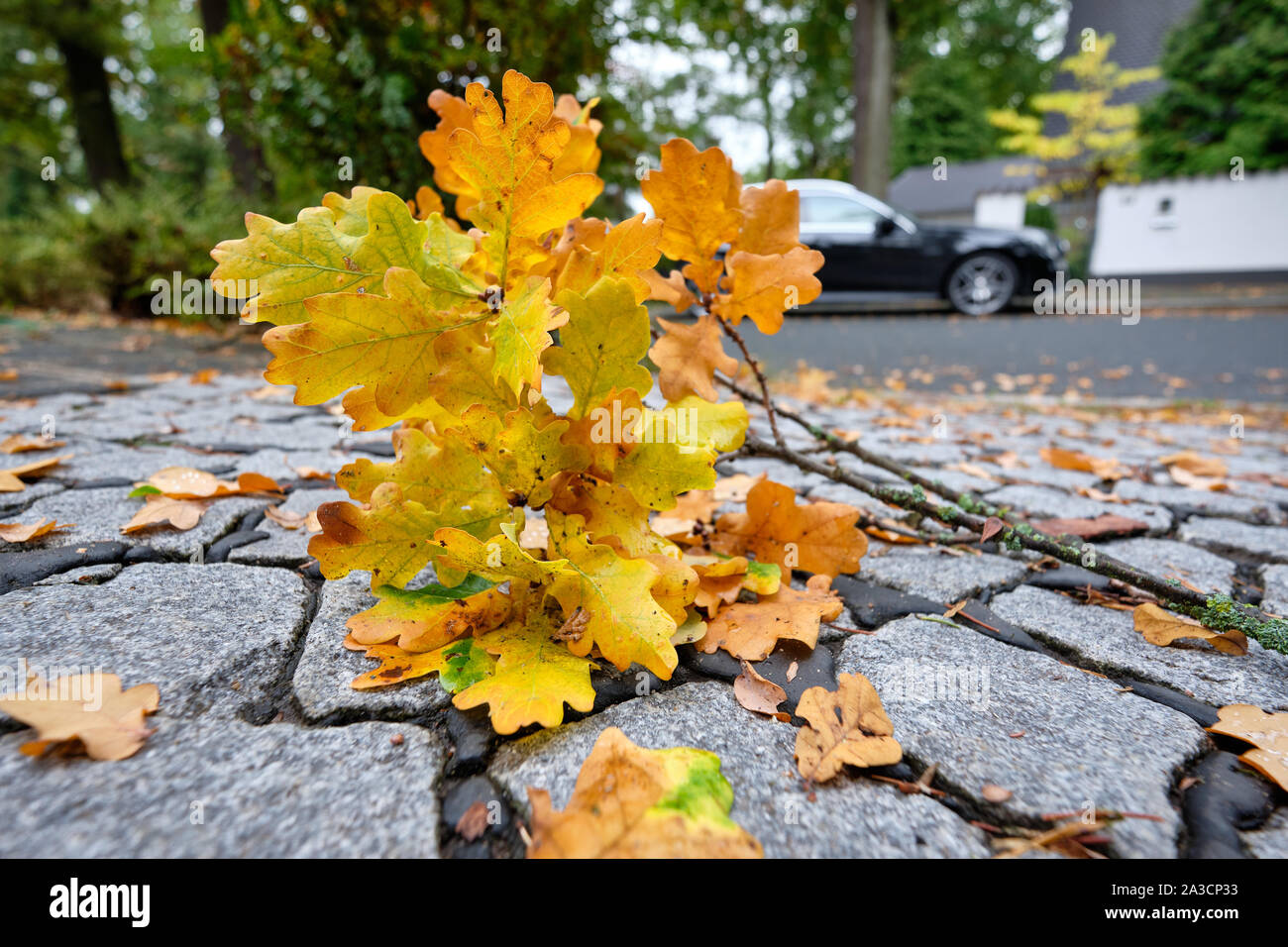 Nuremberg, Germany - October 05, 2019: Wet yellow autumn leaves of an oak tree are lying on the pavement in a residental district with a car parking i Stock Photo