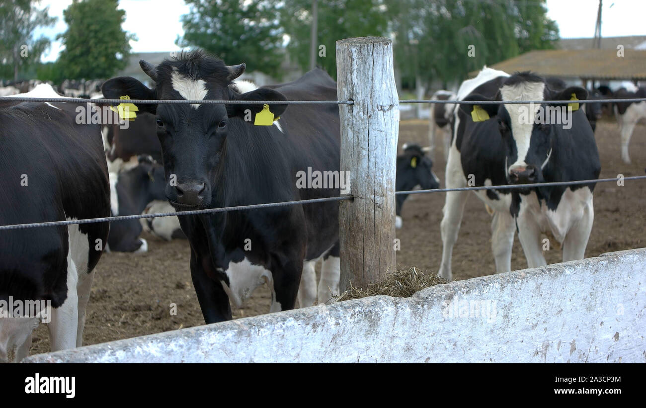 Cows near the fence. Livestock with tags on ears. Farm is expanding. Agriculture improves economy of country. Stock Photo
