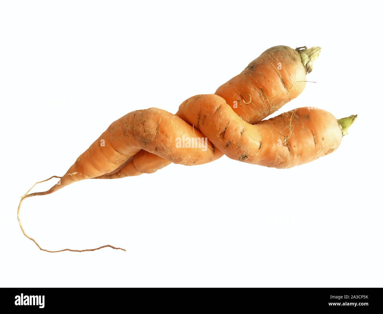 Two odd shaped carrots isolated on white background (clipping path included) Stock Photo