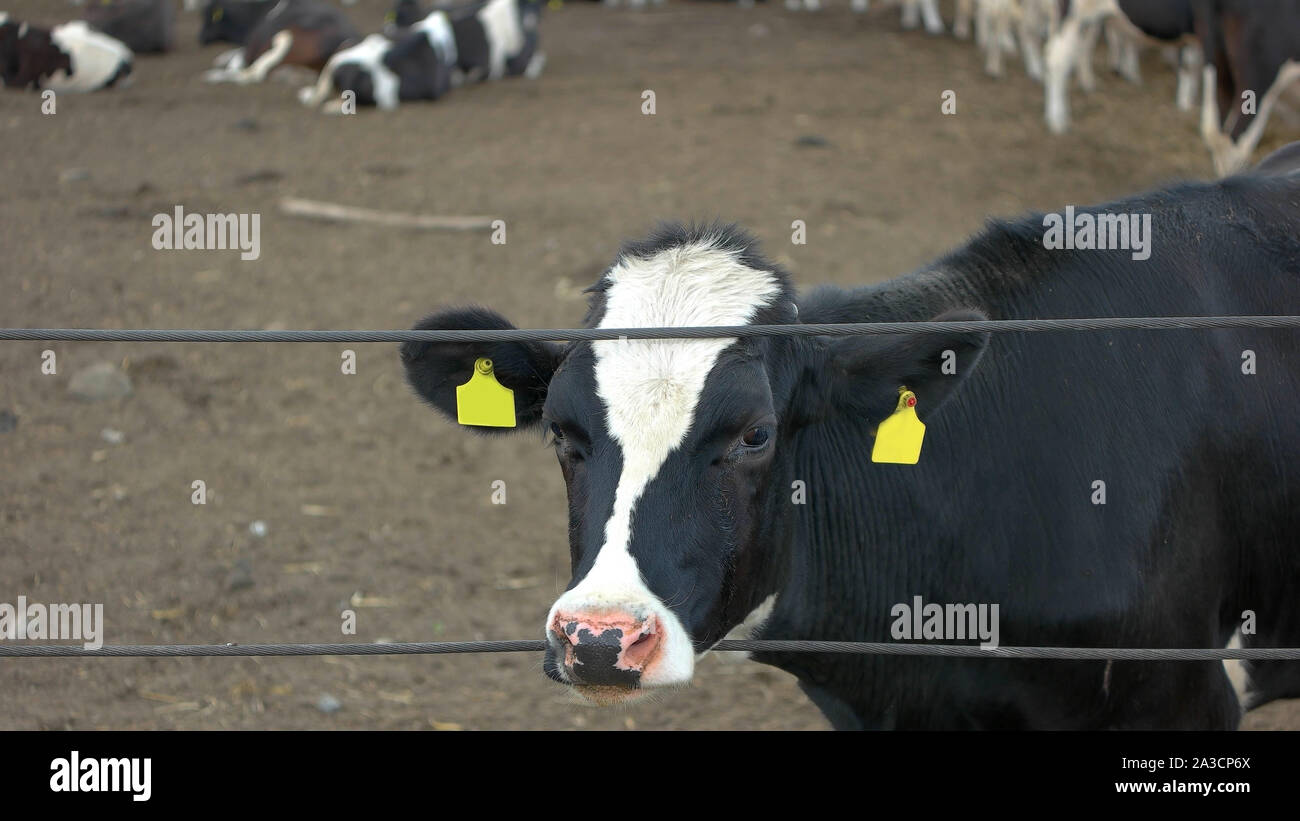 Cow sticks head through fence. Herd of cattle. Farm sells animals. Price of livestock has grown
