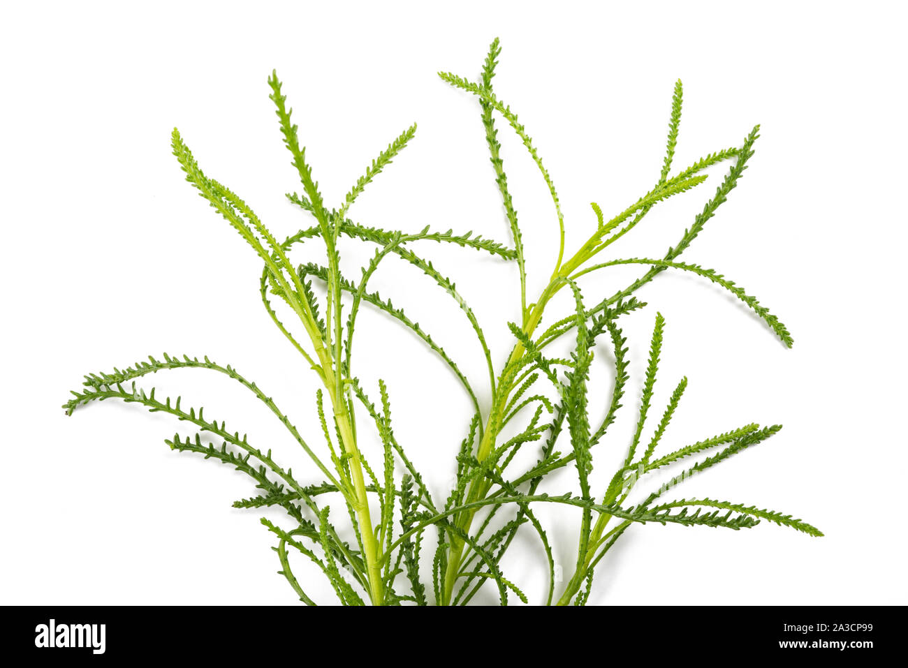 Santolina viridis ( Olive herb ) isolated on white Stock Photo