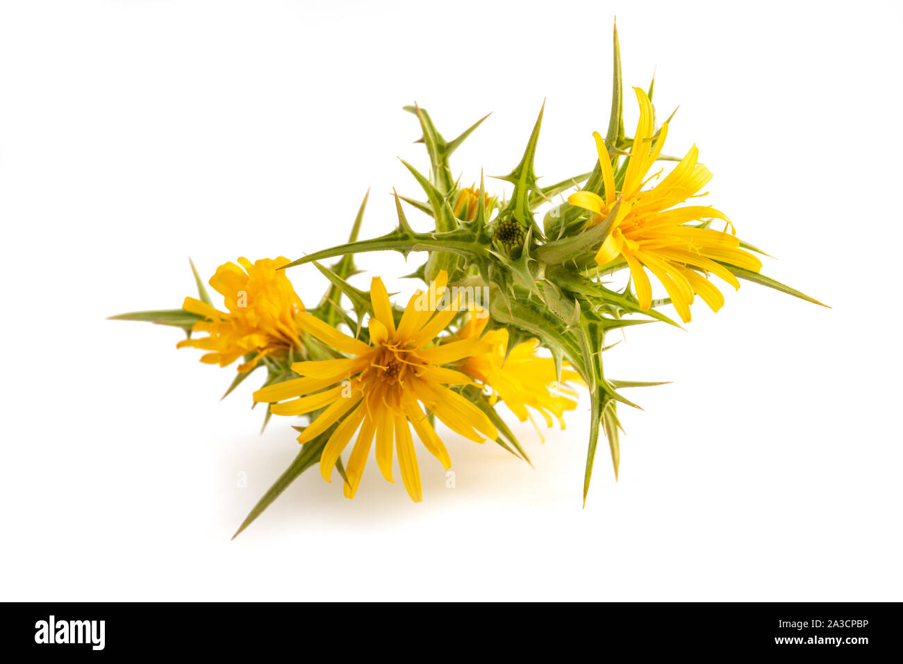 Common  golden  thistle isolated on white background Stock Photo