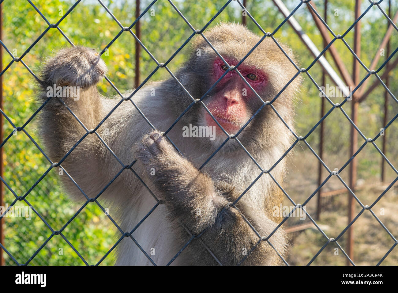 Adult Japanese macaque in the zoo in a cage Stock Photo - Alamy