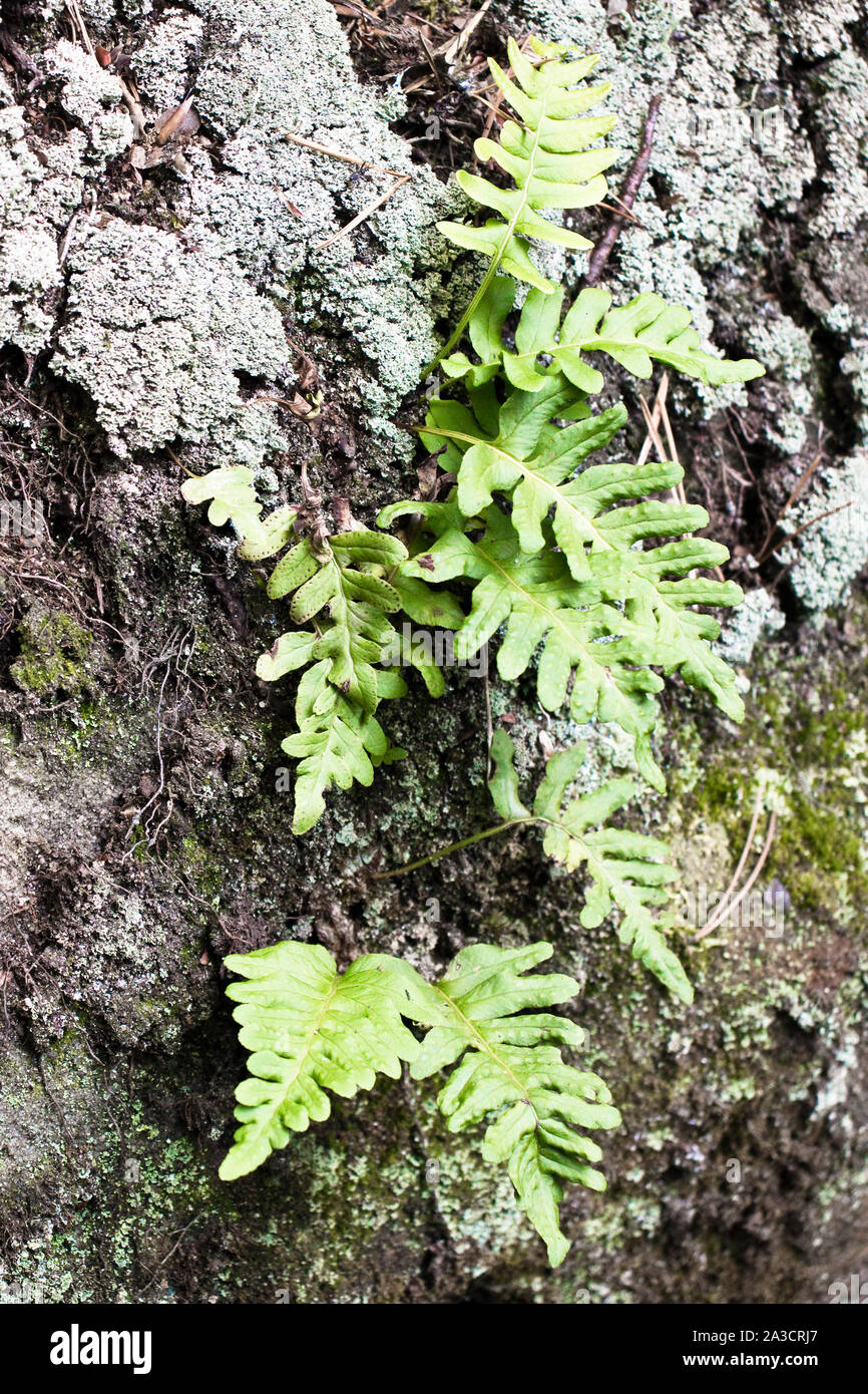 Plant Polypodium vulgare (Polypodiaceae) on rock with lychee and moss Stock Photo