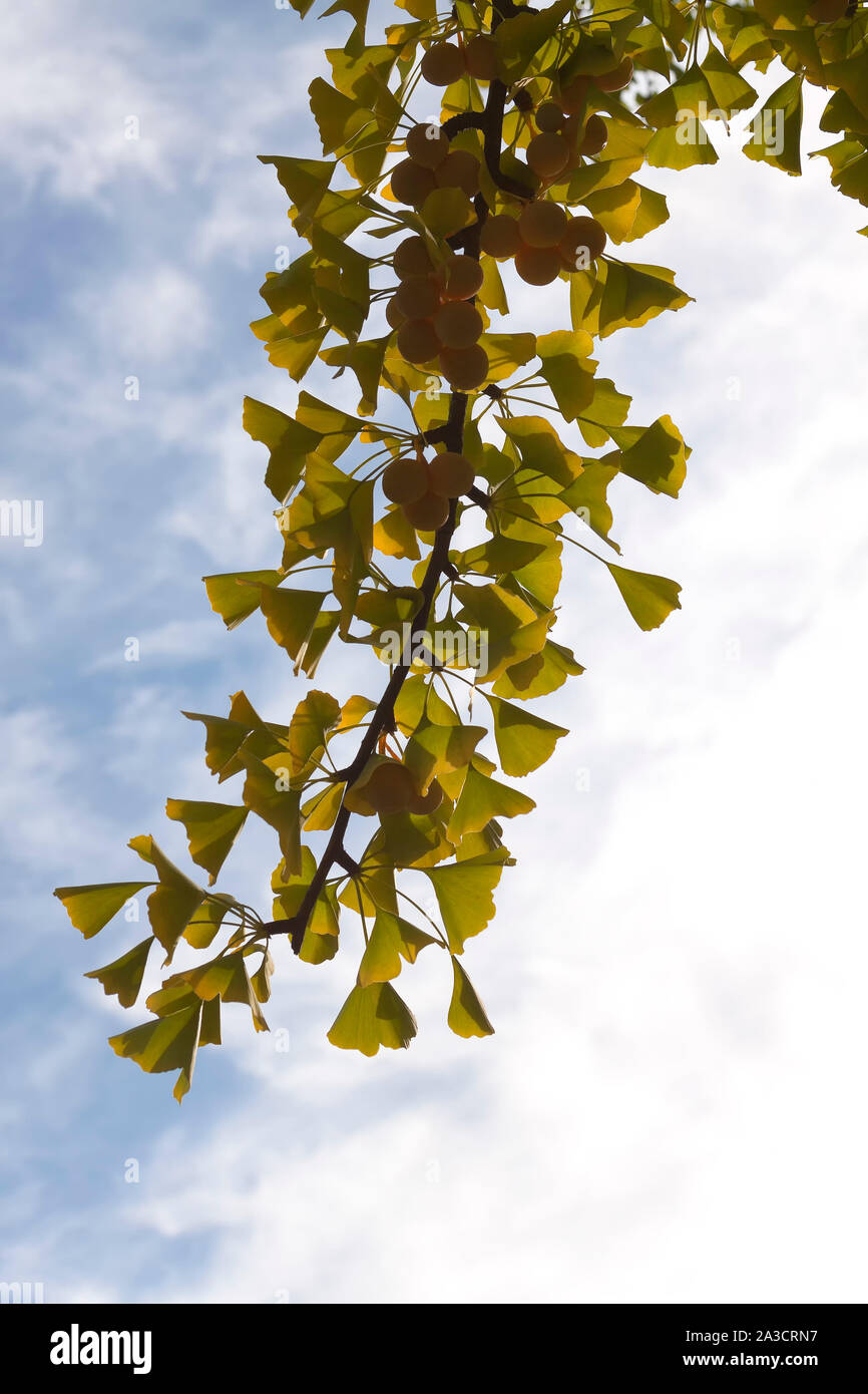 Ginkgo biloba, commonly known as ginkgo or gingko, also known as the