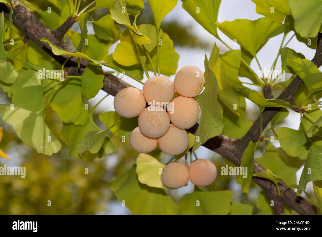 Ginkgo biloba, commonly known as ginkgo or gingko, also known as the