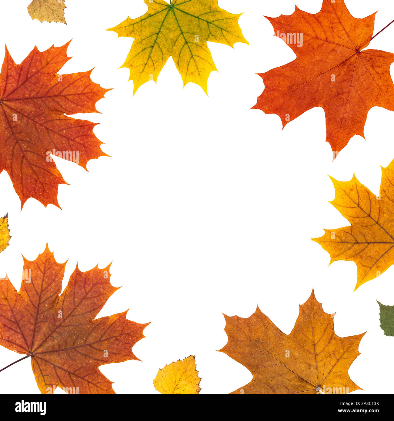 natural yellow, red flat layout. frame of autumn orange maple leaves on ...