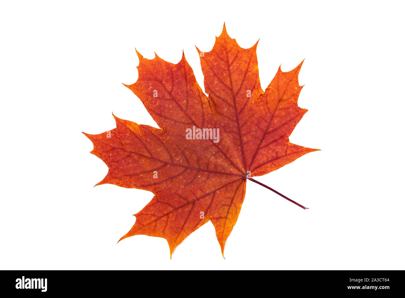 Autumn red maple leaf isolated on white background.