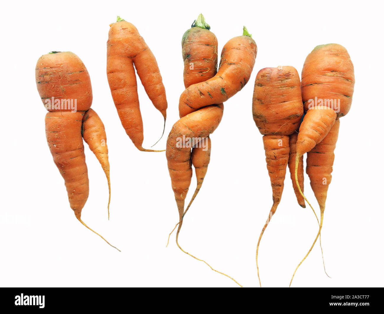 Odd shaped carrots isolated on white Stock Photo