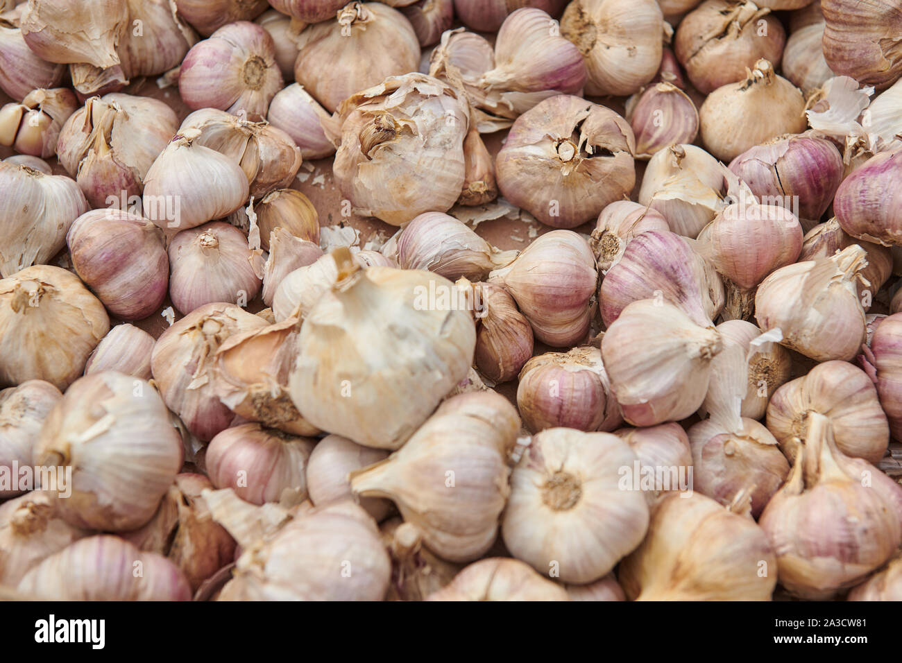 Bad quality garlic at the market. Seller trying to sell you not fresh product. Dry vegetable. Spoiled garlic. Stock Photo
