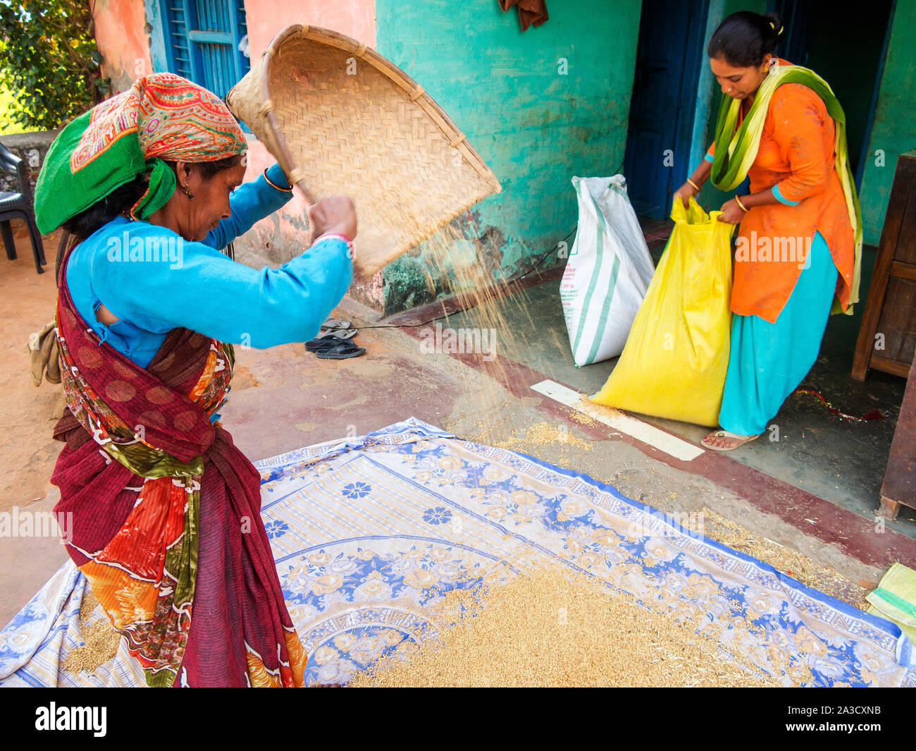 Indian woman working on the wheat crop at Powalgarh village ...