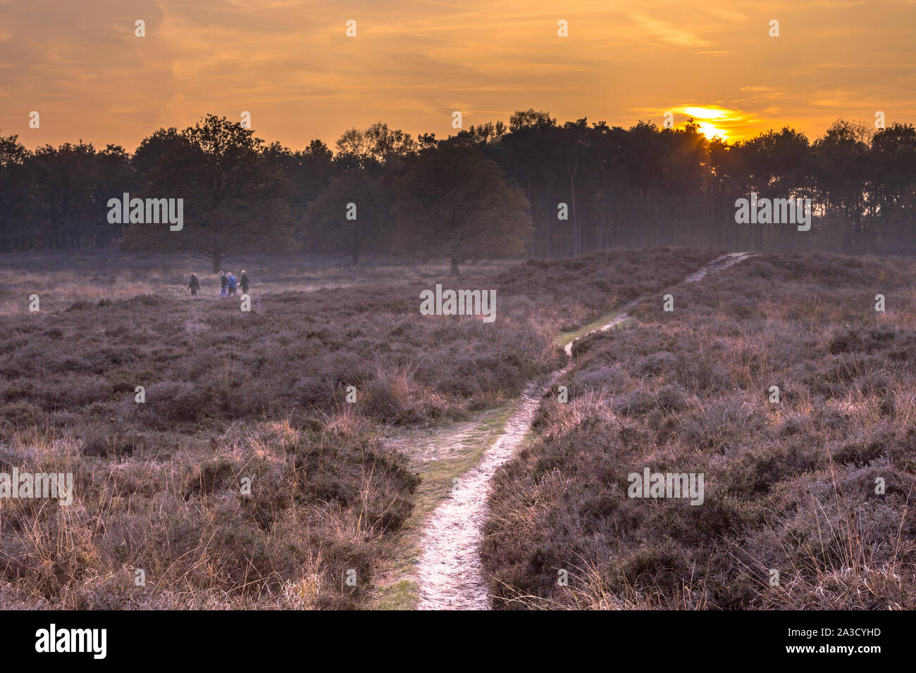 Walking path through heathland on an evening in november under autumn light. Gasteren, Drenthe, the Netherlands Stock Photo