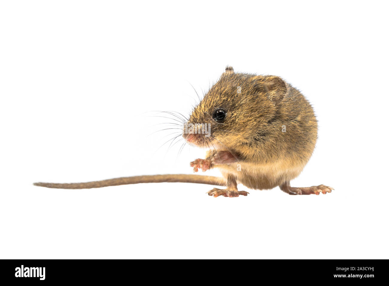Cute Harvest Mouse (Micromys minutus) sitting on hind legs on white background, studio shot. This is the smallest rodent species native to Europe and Stock Photo