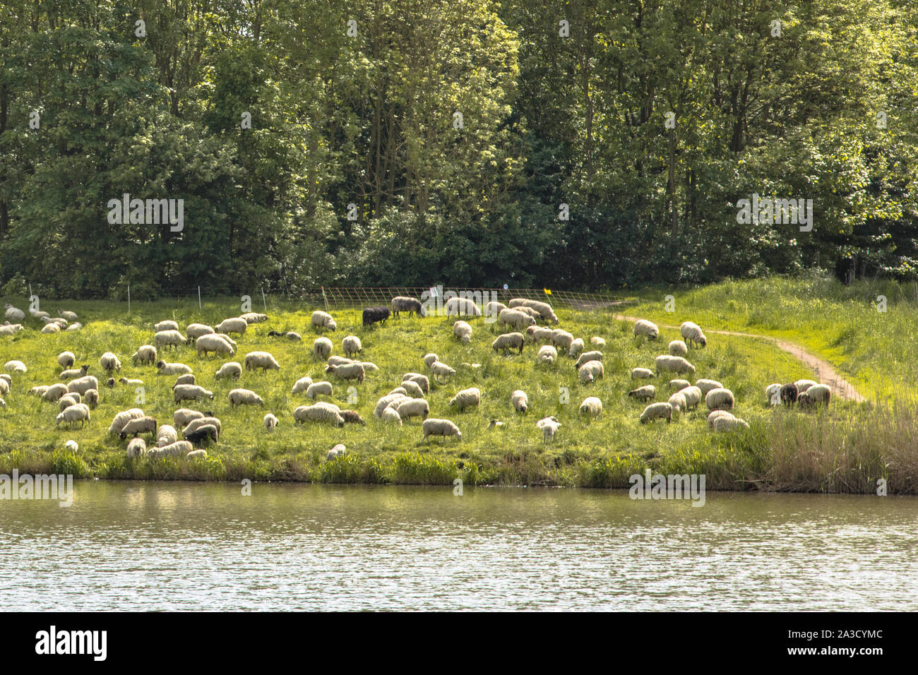 Herd of sheep grazing in city environment as alternative mowing strategy to machines Stock Photo
