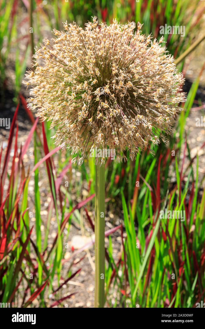 Withered allium flower head with summer grasses in background Stock Photo