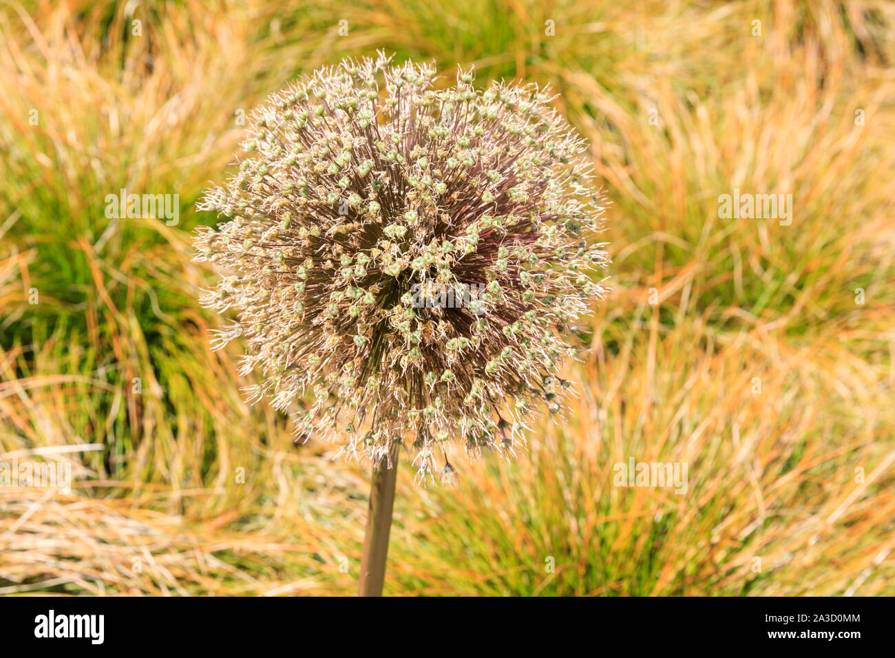 Withered allium flower head (Allium sativum) , monocotyledonous flowering plant with summer grasses in background Stock Photo
