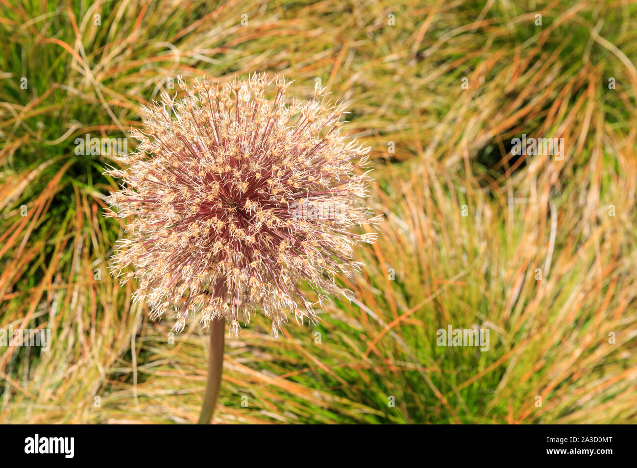 Withered allium flower head (Allium sativum) , monocotyledonous flowering plant with summer grasses in background Stock Photo