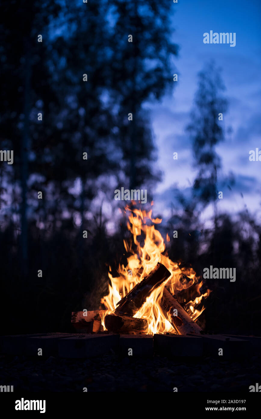 Burning campfire on a dark night in a forest. Twilight sky and trees in ...