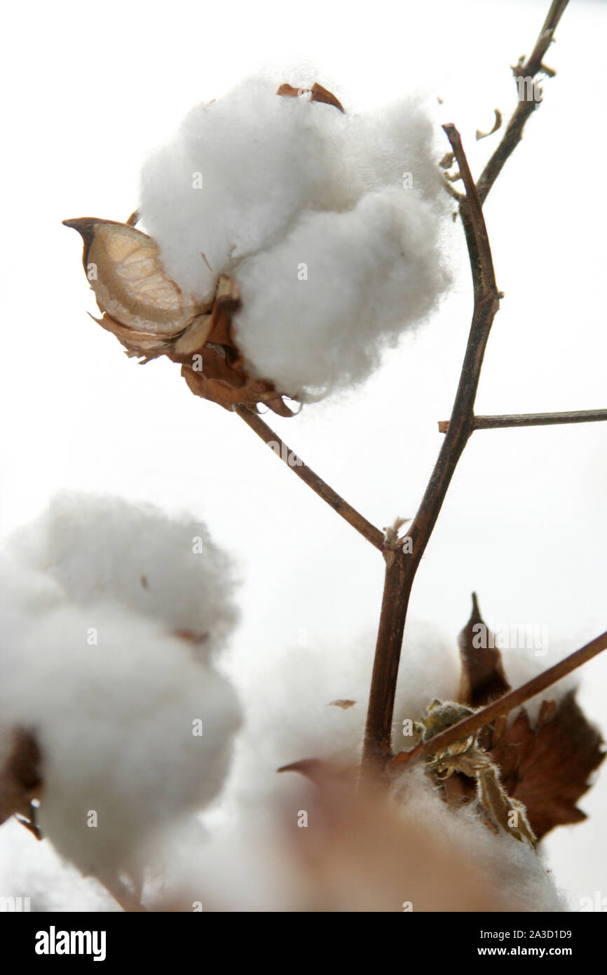 Fibrous textile plant thread hi-res stock photography and images - Alamy